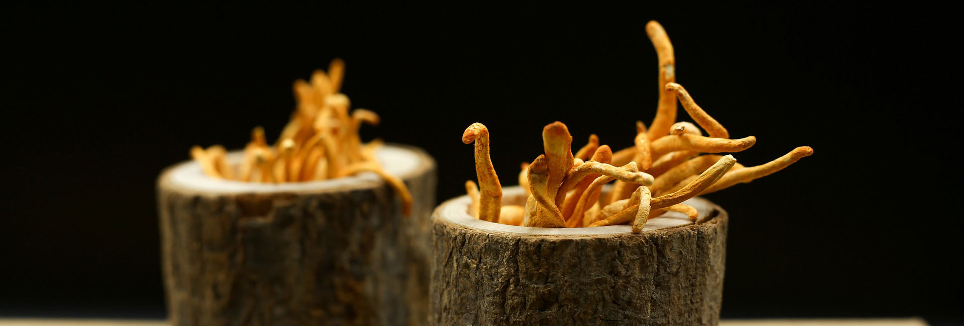 cordyceps-mushrooms-098765