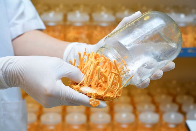 ophiocordyceps-sinensis-cordyceps-militaris-glass-bottles-within-light-temperature-control-room-chinese-medicine_54870-49