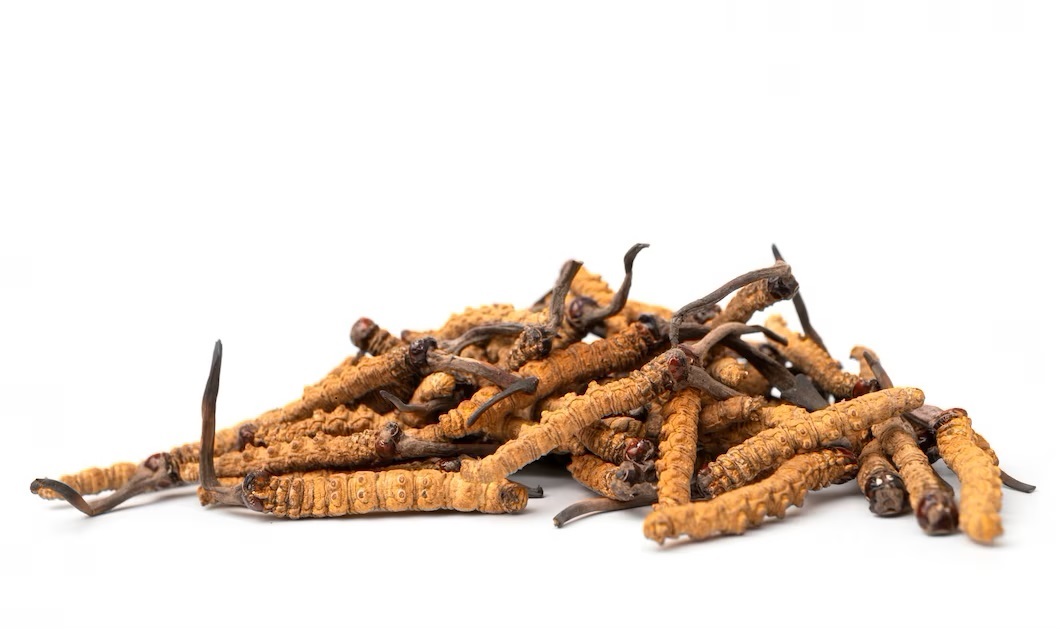 close-up-ophiocordyceps-01-1