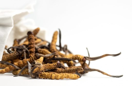 closeup-ophiocordyceps-01 closeup-ophiocordyceps-01
